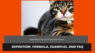 How Old Is My Cat in Human Years? Calculate Cat Age Easily